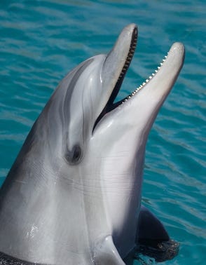 Dolphin